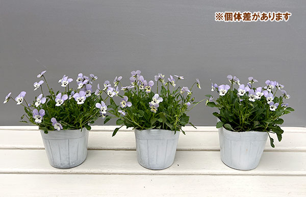 【お1人様1ポット】ビオラ:ビオレッタ ホリーブルー3.5号ポット