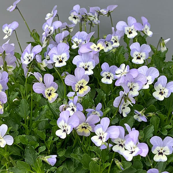 【お1人様1ポット】ビオラ:ビオレッタ ホリーブルー3.5号ポット