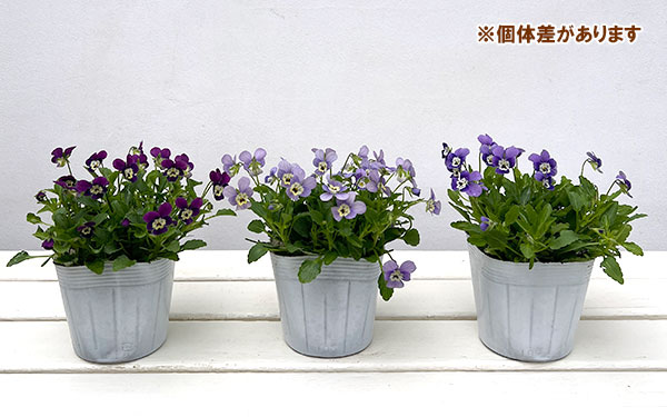 【お1人様1ポット】ビオラ:ビオレッタ V.ビーナス3.5号ポット
