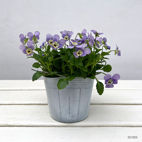 【お1人様1ポット】ビオラ:ビオレッタ V.ビーナス3.5号ポット