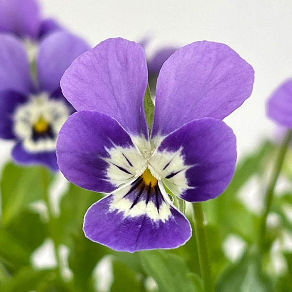 【お1人様1ポット】ビオラ:ビオレッタ V.ビーナス3.5号ポット