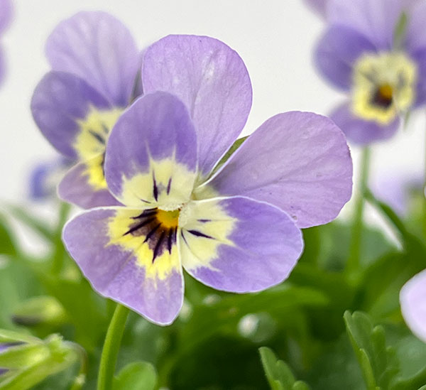 【お1人様1ポット】ビオラ:ビオレッタ V.ビーナス3.5号ポット