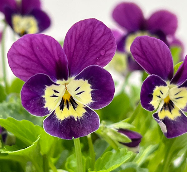 【お1人様1ポット】ビオラ:ビオレッタ V.ビーナス3.5号ポット