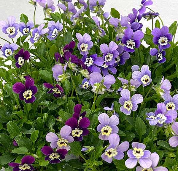 【お1人様1ポット】ビオラ:ビオレッタ V.ビーナス3.5号ポット