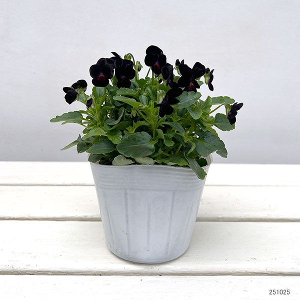 【お1人様1ポット】ビオラ:ビオレッタ ベイブコーク3.5号ポット