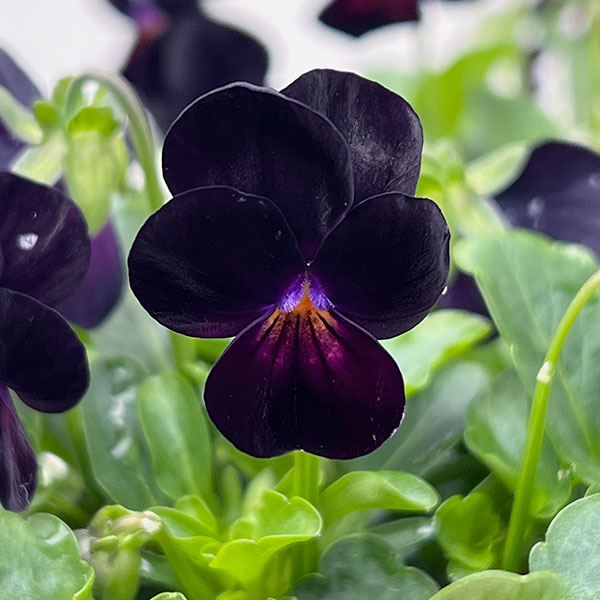 【お1人様1ポット】ビオラ:ビオレッタ ベイブコーク3.5号ポット