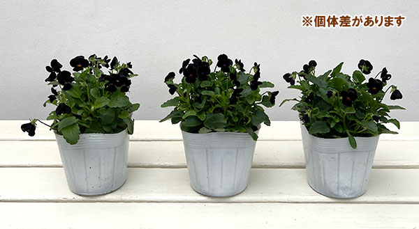 【お1人様1ポット】ビオラ:ビオレッタ ベイブコーク3.5号ポット