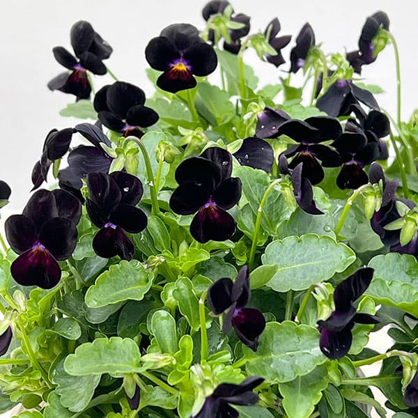 【お1人様1ポット】ビオラ:ビオレッタ ベイブコーク3.5号ポット