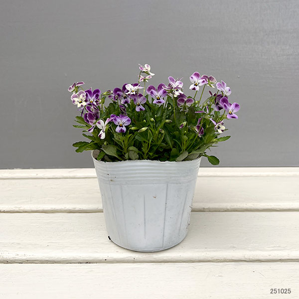 【お1人様1ポット】ビオラ:ビオレッタ ルビーブロッサム3.5号ポット