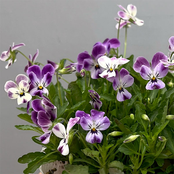 【お1人様1ポット】ビオラ:ビオレッタ ルビーブロッサム3.5号ポット