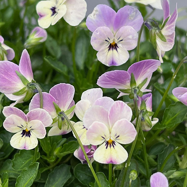 【お1人様1ポット】ビオラ:ビオレッタ ルビーブロッサム3.5号ポット