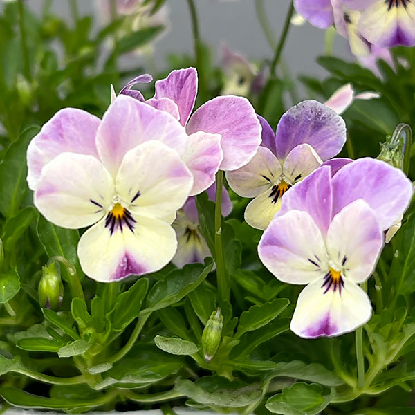 【お1人様1ポット】ビオラ:ビオレッタ ルビーブロッサム3.5号ポット