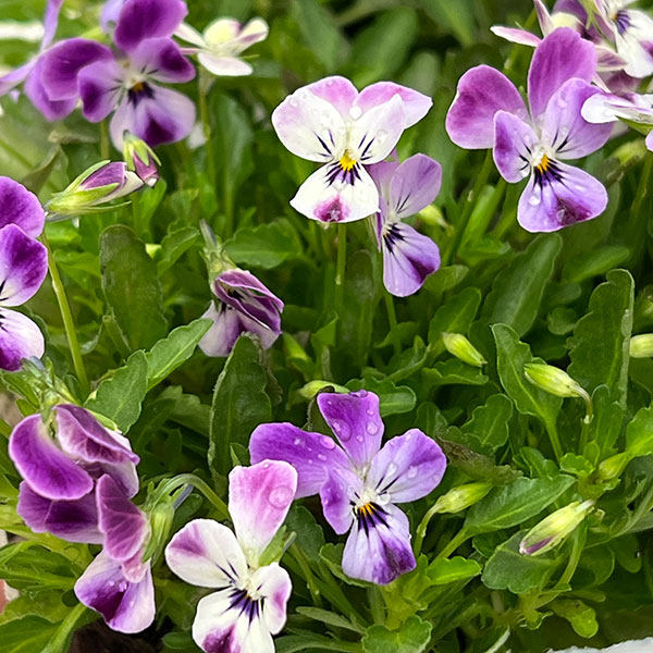 【お1人様1ポット】ビオラ:ビオレッタ ルビーブロッサム3.5号ポット