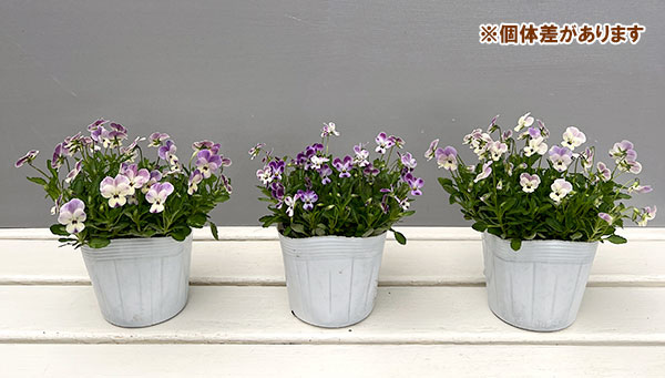 【お1人様1ポット】ビオラ:ビオレッタ ルビーブロッサム3.5号ポット