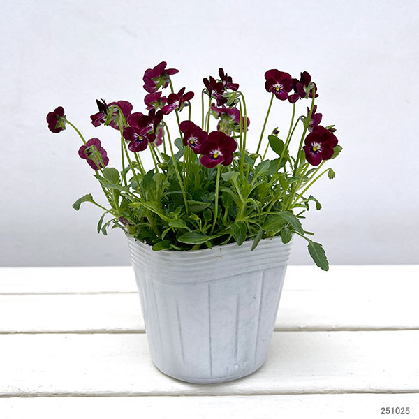 【お1人様1ポット】ビオラ:ビオレッタ レディッシュ411 3.5号ポット