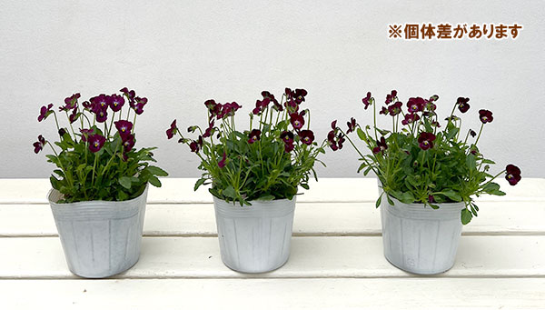 【お1人様1ポット】ビオラ:ビオレッタ レディッシュ411 3.5号ポット