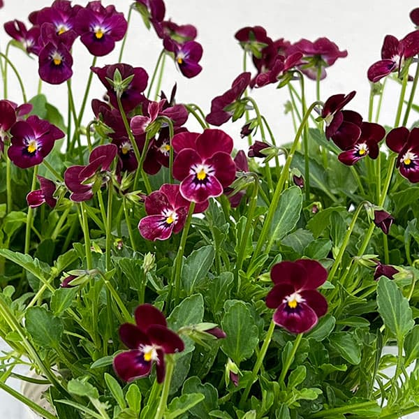 【お1人様1ポット】ビオラ:ビオレッタ レディッシュ411 3.5号ポット