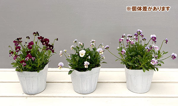 【お1人様1ポット】ビオラ：ビオレッタ　シニョンズ3.5号ポット