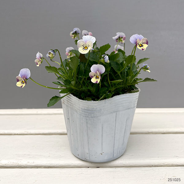 【お1人様1ポット】ビオラ：ビオレッタ　シニョンズ3.5号ポット