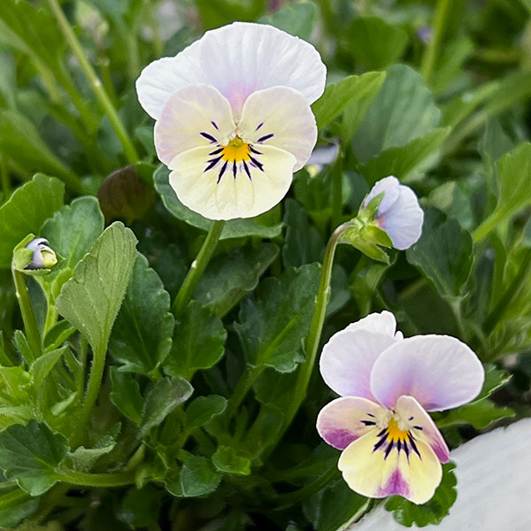 【お1人様1ポット】ビオラ：ビオレッタ　シニョンズ3.5号ポット