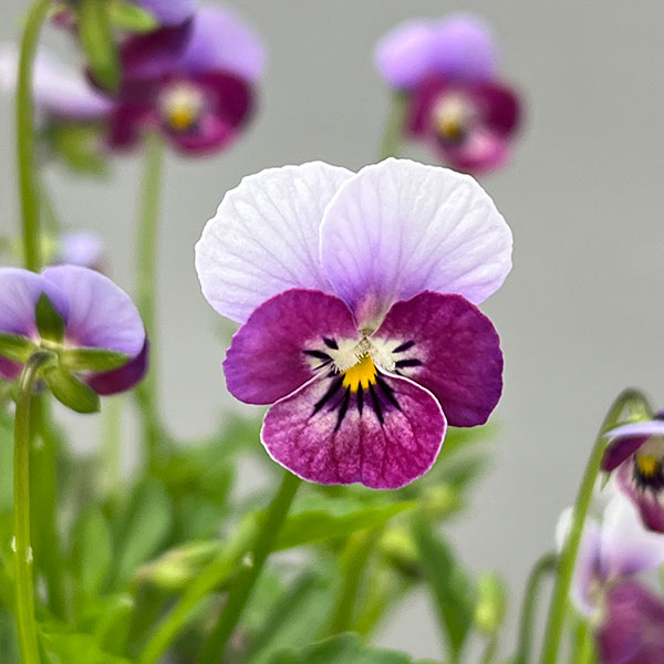 【お1人様1ポット】ビオラ：ビオレッタ　シニョンズ3.5号ポット