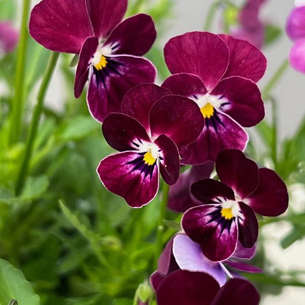 【お1人様1ポット】ビオラ：ビオレッタ　シニョンズ3.5号ポット