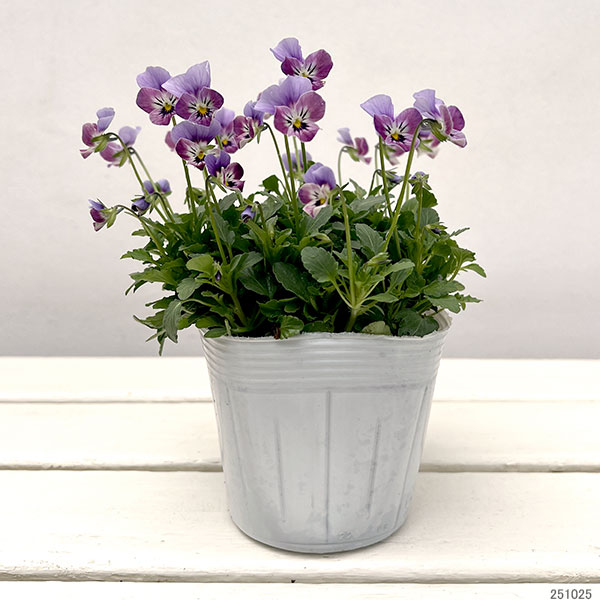 【お1人様1ポット】ビオラ：ビオレッタ　ダンサーズハイ3.5号ポット