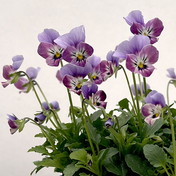 【お1人様1ポット】ビオラ：ビオレッタ　ダンサーズハイ3.5号ポット