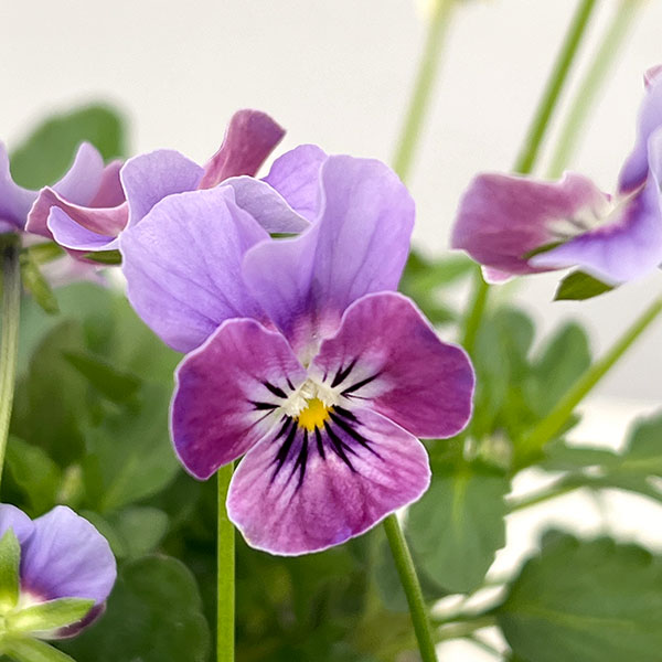 【お1人様1ポット】ビオラ：ビオレッタ　ダンサーズハイ3.5号ポット