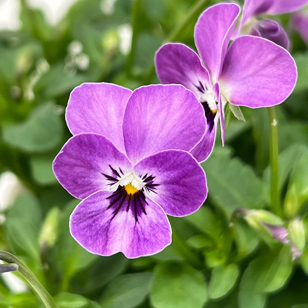 【お1人様1ポット】ビオラ：ビオレッタ　ダンサーズハイ3.5号ポット