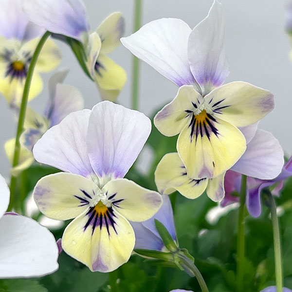 【お1人様1ポット】ビオラ：ビオレッタ　ダンサーズハイ3.5号ポット