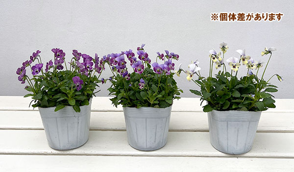 【お1人様1ポット】ビオラ：ビオレッタ　ダンサーズハイ3.5号ポット