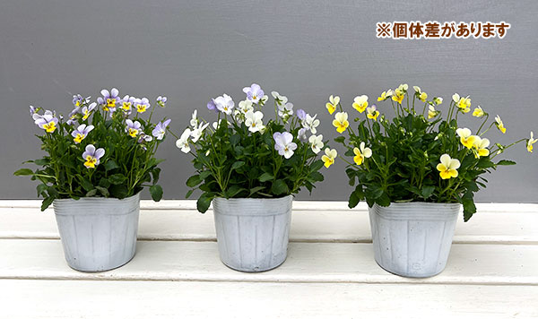 【お1人様1ポット】ビオラ：ビオレッタ　ハーミット3.5号ポット