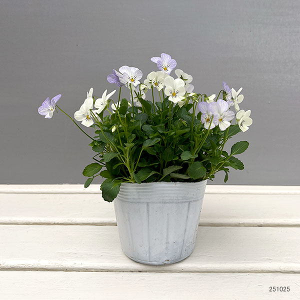 【お1人様1ポット】ビオラ：ビオレッタ　ハーミット3.5号ポット