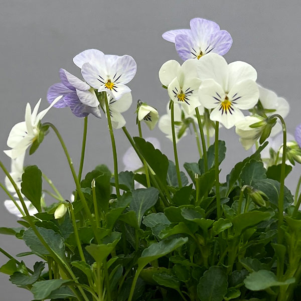 【お1人様1ポット】ビオラ：ビオレッタ　ハーミット3.5号ポット