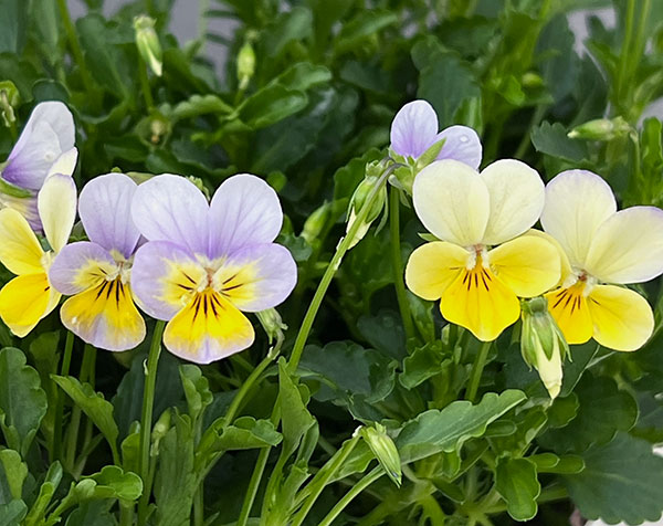 【お1人様1ポット】ビオラ：ビオレッタ　ハーミット3.5号ポット