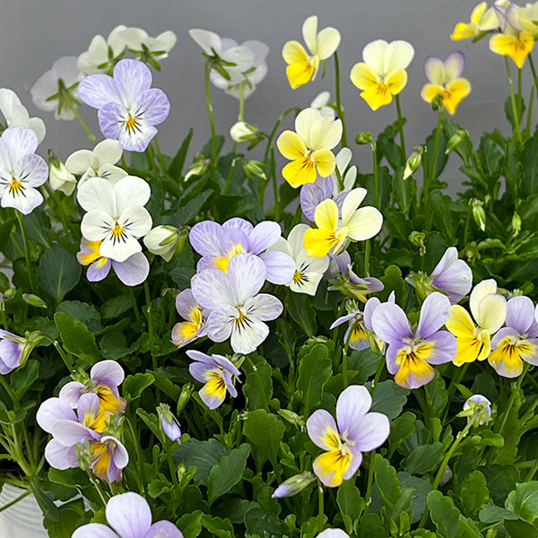 【お1人様1ポット】ビオラ：ビオレッタ　ハーミット3.5号ポット