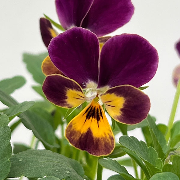 【お1人様1ポット】ビオラ:ビオレッタ ナイト&デイ3.5号ポット