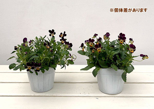 【お1人様1ポット】ビオラ:ビオレッタ ナイト&デイ3.5号ポット