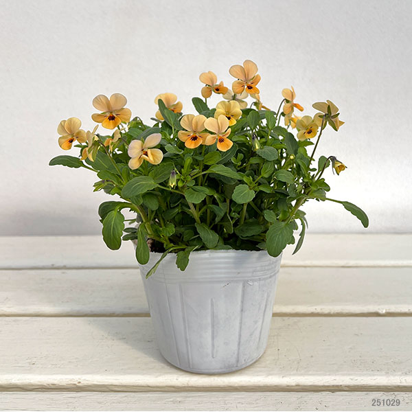 【お1人様1ポット】ビオラ：ビオレッタ　オレンジジュース3.5号ポット