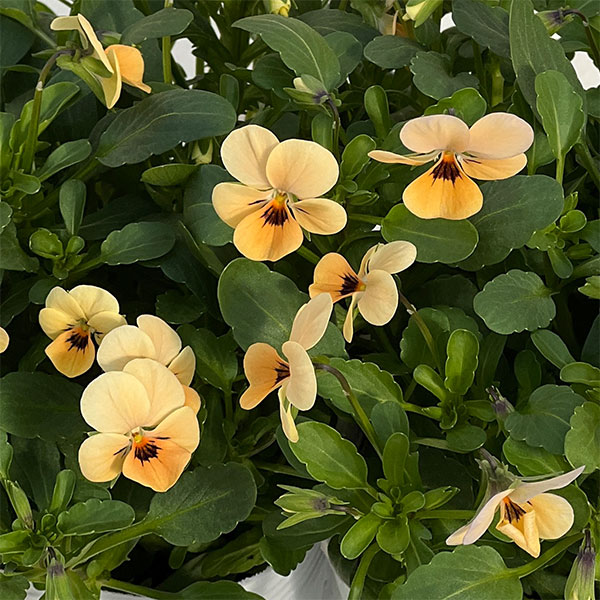 【お1人様1ポット】ビオラ：ビオレッタ　オレンジジュース3.5号ポット