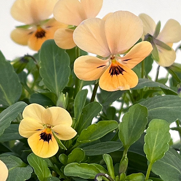 【お1人様1ポット】ビオラ：ビオレッタ　オレンジジュース3.5号ポット