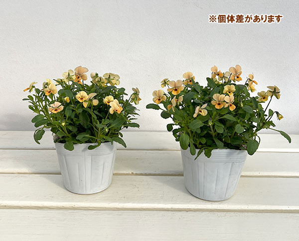 【お1人様1ポット】ビオラ：ビオレッタ　オレンジジュース3.5号ポット