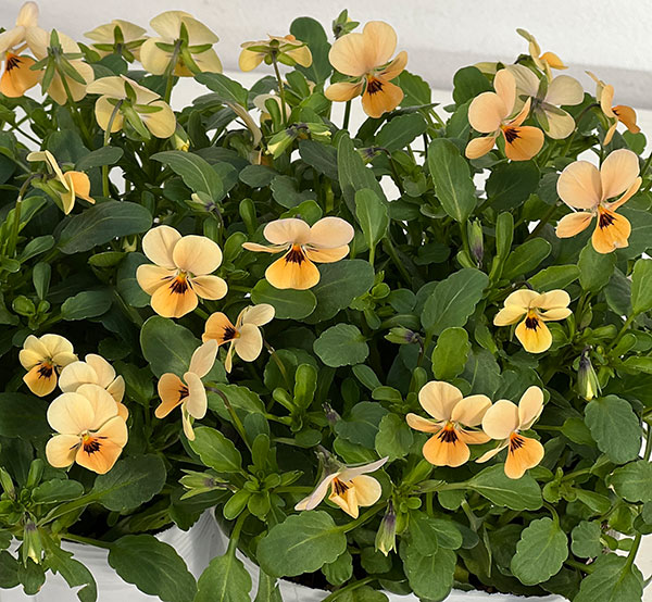 【お1人様1ポット】ビオラ：ビオレッタ　オレンジジュース3.5号ポット