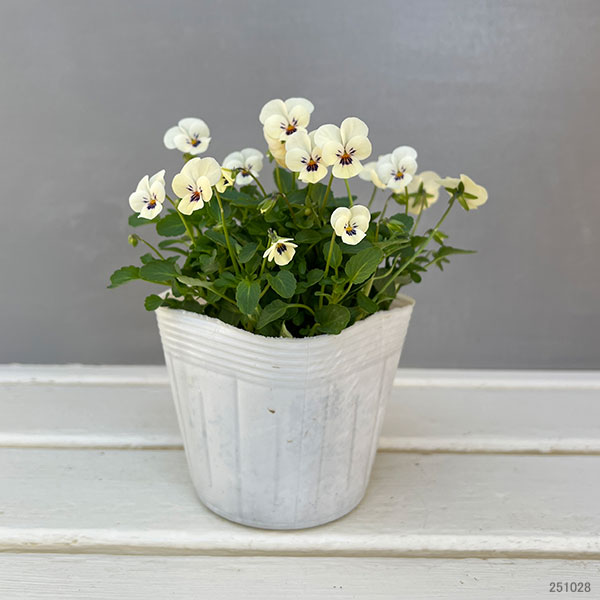 【お1人様1ポット】ビオラ：ビオレッタ　かすみ3.5号ポット