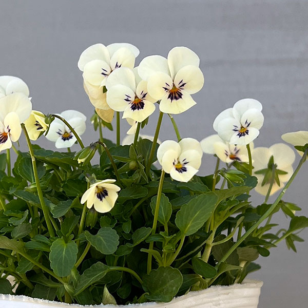 【お1人様1ポット】ビオラ：ビオレッタ　かすみ3.5号ポット