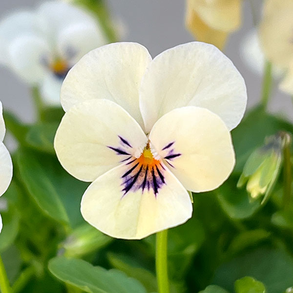 【お1人様1ポット】ビオラ：ビオレッタ　かすみ3.5号ポット