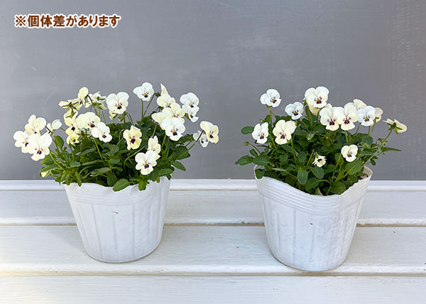 【お1人様1ポット】ビオラ：ビオレッタ　かすみ3.5号ポット