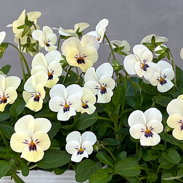 【お1人様1ポット】ビオラ：ビオレッタ　かすみ3.5号ポット