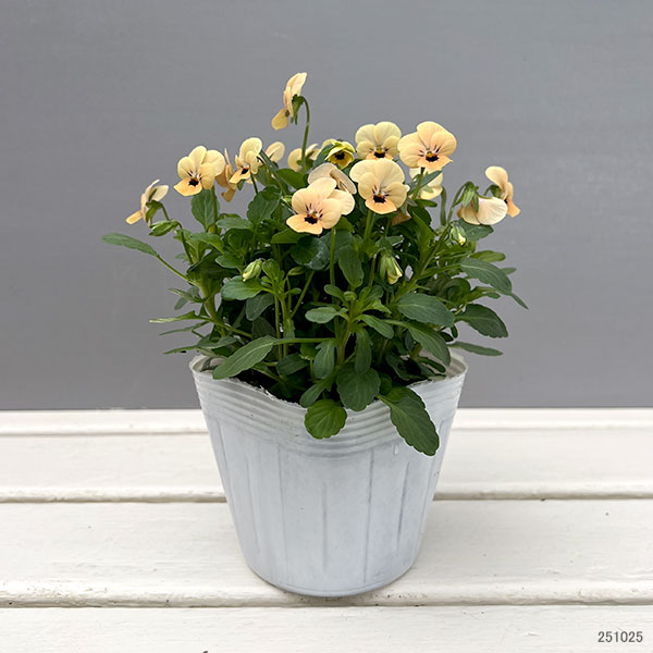 【お1人様1ポット】ビオラ：ビオレッタ　マースオレンジ3.5号ポット